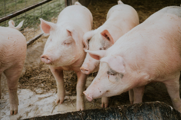 selective-closeup-shot-pink-pigs-barn_181624-4482